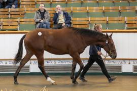 Lot  512 TBK2 0796Tattersalls