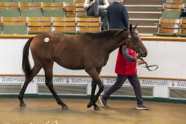 Lot  514 TBK2 0939Tattersalls