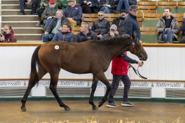 Lot  514 TBK2 0959Tattersalls