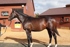 Lot  516 T B10146 Tattersalls