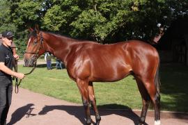 Lot  51 T B10403 Tattersalls