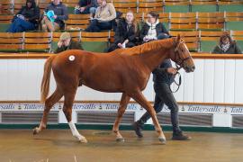 Lot  51 TDY 523Tattersalls