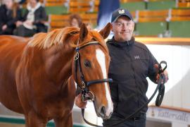 Lot  51 TDY 538Tattersalls