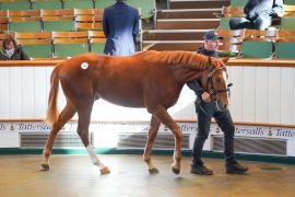 Lot  51 TDY 542Tattersalls