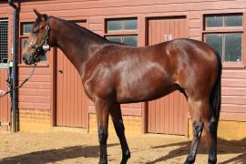 Lot  525 T B10195 Tattersalls