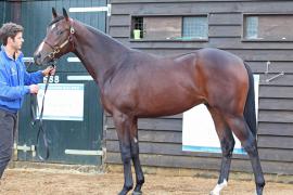 Lot  526 T B10426 Tattersalls