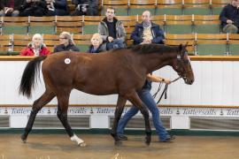 Lot  529 TBK2 1019Tattersalls