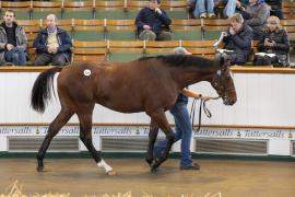 Lot  529 TBK2 1026Tattersalls