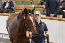 Lot  529 TBK2 1111Tattersalls