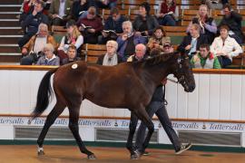 Lot  52 T B1 1013 Tattersalls