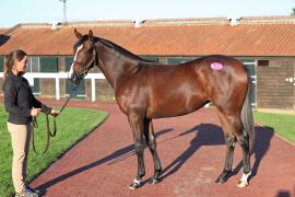 Lot  534 T B12708 Tattersalls