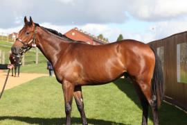 Lot  538 T B10550 Tattersalls