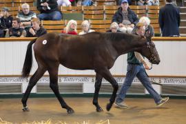 Lot  53 TBK1 1526Tattersalls