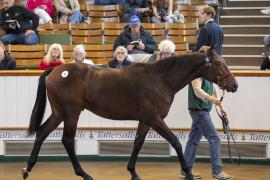 Lot  53 TBK1 1589Tattersalls