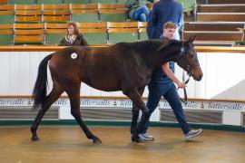 Lot  53 TDY 482Tattersalls