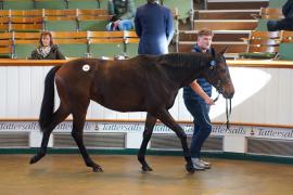 Lot  53 TDY 649Tattersalls