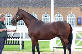 Lot  540 T B10244 Tattersalls