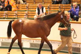 Lot  540 T B1 2455 Tattersalls