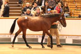 Lot  540 T B1 2513 Tattersalls