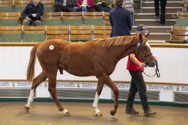 Lot  545 TBK2 1194Tattersalls