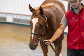 Lot  545 TBK2 1232Tattersalls