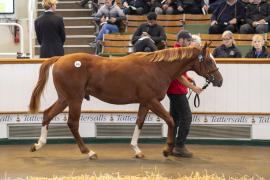 Lot  545 TBK2 1237Tattersalls