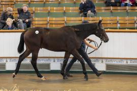 Lot  547 TBK2 1304Tattersalls