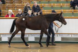 Lot  547 TBK2 1358Tattersalls