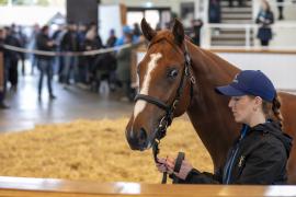 Lot  551 TBK2 1495Tattersalls