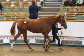 Lot  551 TBK2 1584Tattersalls