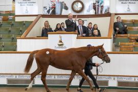 Lot  551 TBK2 1632Tattersalls