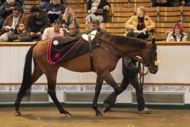 Lot  554 THIT 2015Tattersalls