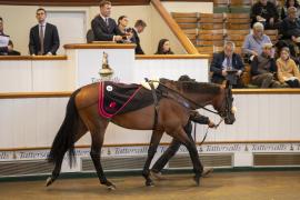 Lot  554 THIT 2109Tattersalls