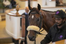 Lot  554 THIT 2117Tattersalls