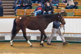 Lot  55 TDY 456Tattersalls