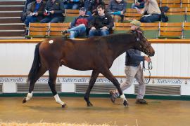 Lot  55 TDY 567Tattersalls