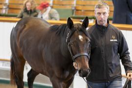 Lot  567 TBK2 1712Tattersalls