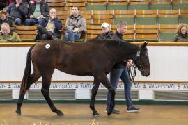 Lot  567 TBK2 1729Tattersalls