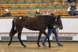 Lot  567 TBK2 1737Tattersalls