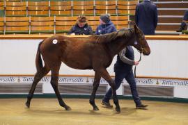 Lot  570 TDF 259Tattersalls