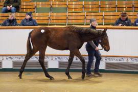 Lot  570 TDF 281Tattersalls