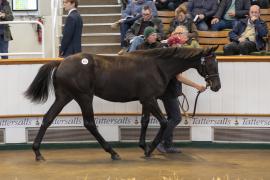 Lot  572 TBK2 1820Tattersalls