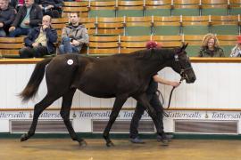 Lot  572 TBK2 1860Tattersalls