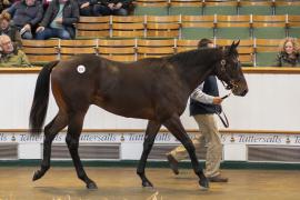 Lot  573 TBK2 1988Tattersalls