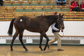 Lot  573 TBK2 1995Tattersalls