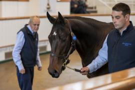 Lot  573 TBK2 2013Tattersalls