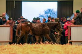 Lot  588 TDF 353Tattersalls