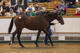 Lot  58 TBK1 1706Tattersalls