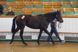 Lot  58 TDY 470Tattersalls