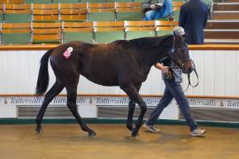 Lot  58 TDY 662Tattersalls